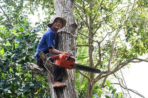 quinn-vietnam-manpower-arboriculture-worker