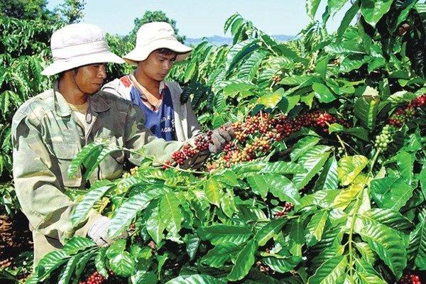 quinn-vietnam-manpower-coffee-harvester