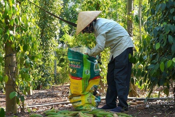 quinn-vietnam-manpower-cotton-harvester