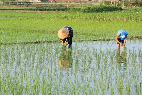 quinn-vietnam-manpower-crop-planter