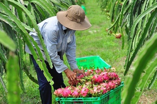 quinn-vietnam-manpower-fruit-harvester