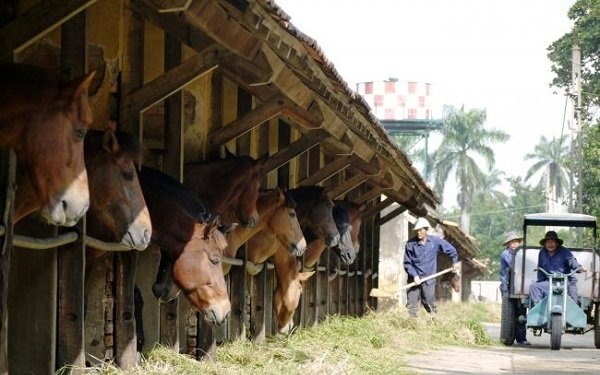 quinn-vietnam-manpower-horse-breeder