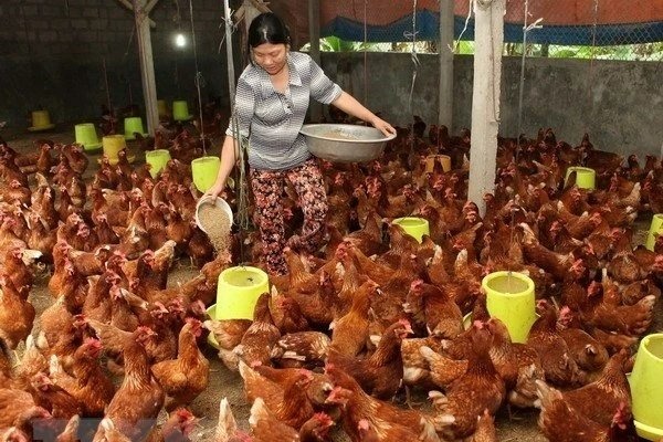 quinn-vietnam-manpower-poultry-farmer