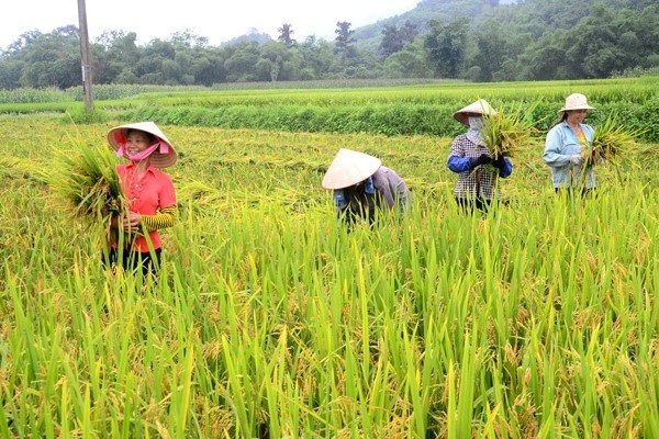 quinn-vietnam-manpower-rice-harvester