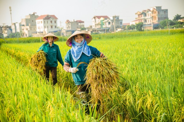 Agriculture Manpower